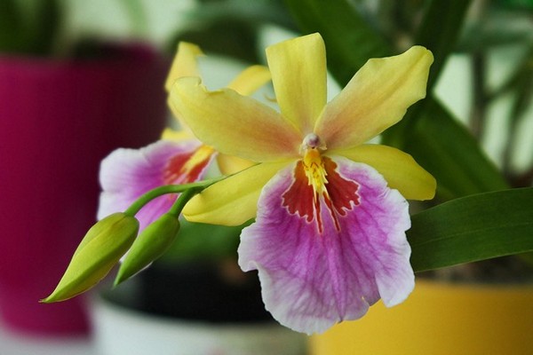 грижа за орхидея miltonia