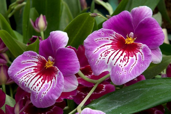орхидея милитония