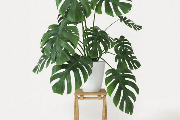 rumah monstera