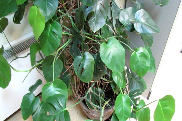 rumah monstera