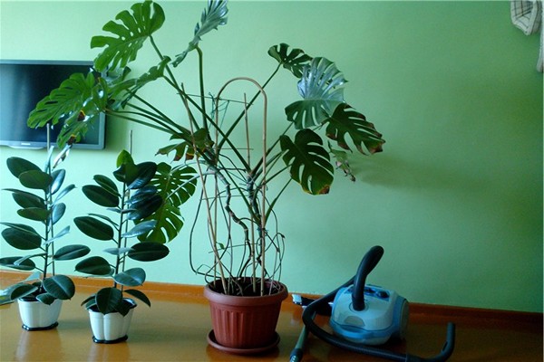 monstera forhold