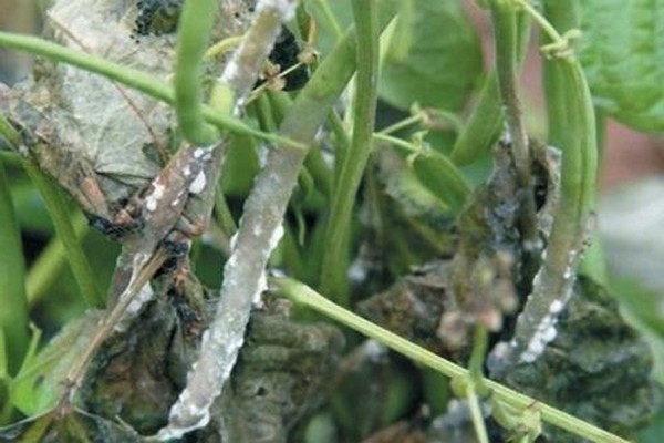 Ang hitsura ng pulbos amag sa delphinium