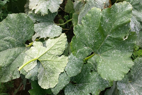 Kemunculan cendawan tepung pada delphinium