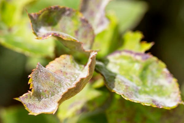 delphinium disease + at paggamot sa larawan