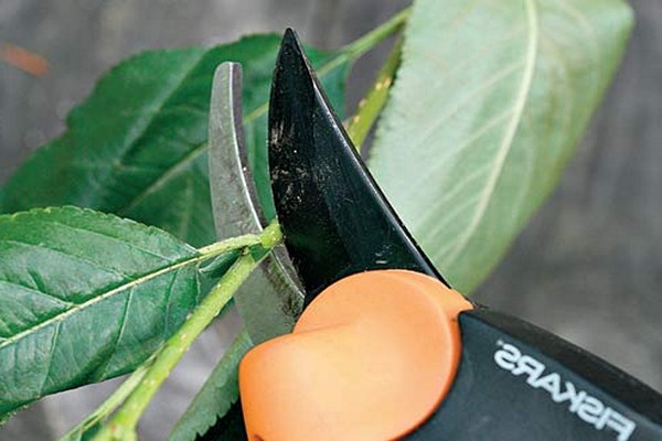 pruning rules