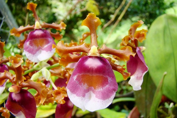 orhidejas oncīdijs