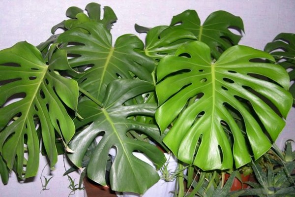 monstera litrato