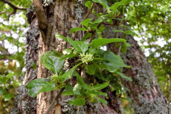 foto plier kayu berdaun bulat