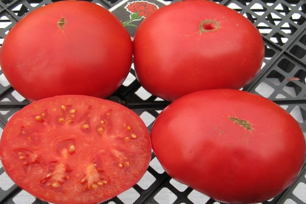 Foto Hidangan Tomato