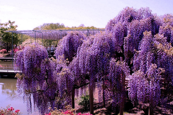 gambar wisteria