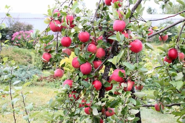 Orlovskoe striped apple tree: description