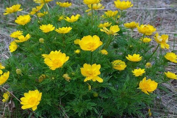 Adonis siberian litrato