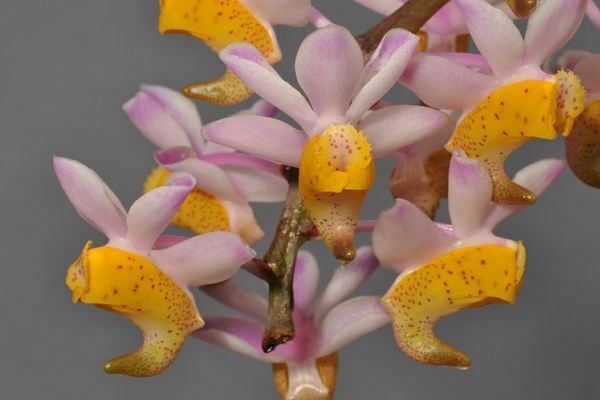 Ảnh Aerides