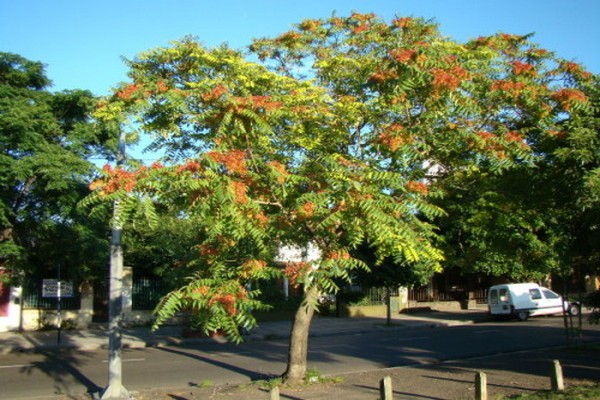 ailanth tree