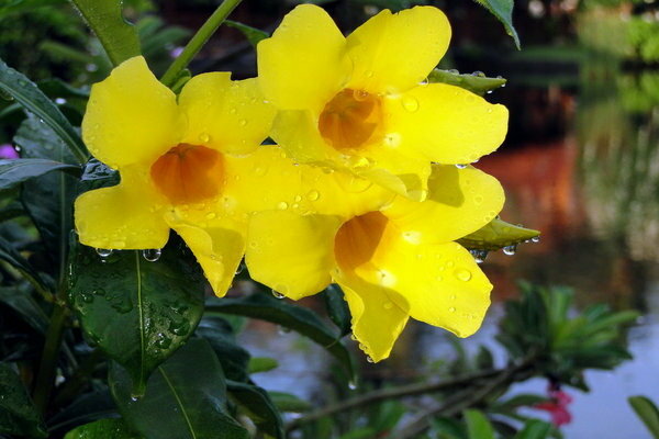 Allamanda bilde