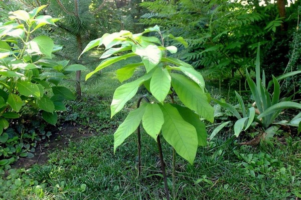 anak pokok azimin