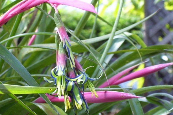 bilbergia bilder