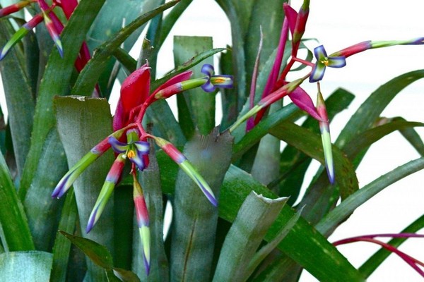 bilbergia bilder