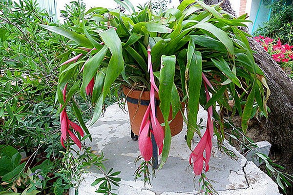 bilbergia bilder