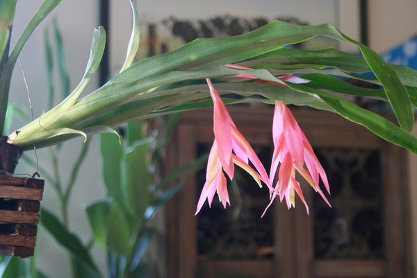 bilbergia piante da interno