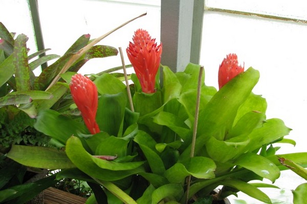 bilbergia rủ xuống