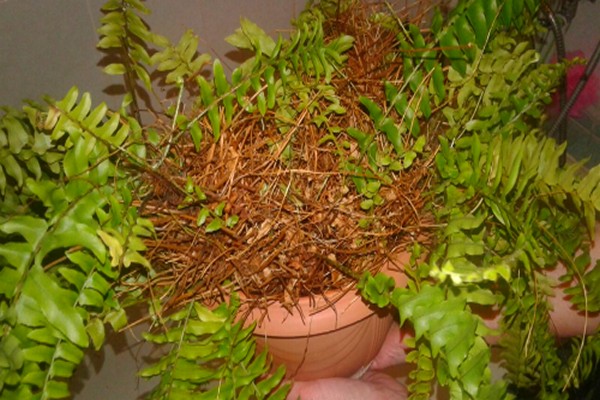 indoor fern disease