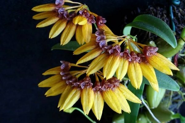 Bulbophyllum photo
