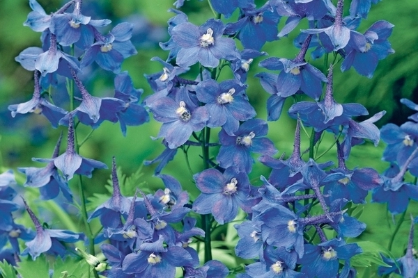 wieloletnie delphinium