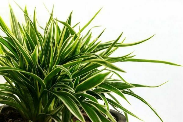 photo dracaena