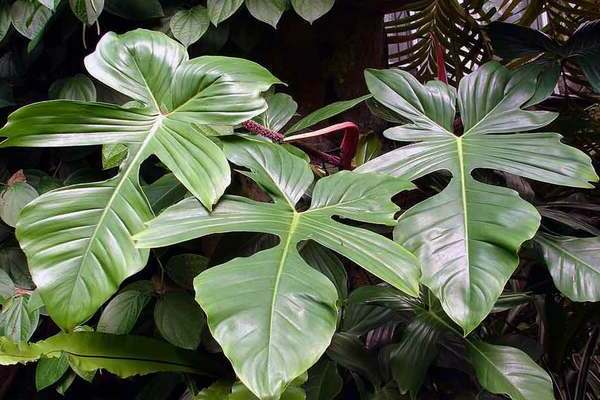 Larawan ng Philodendron