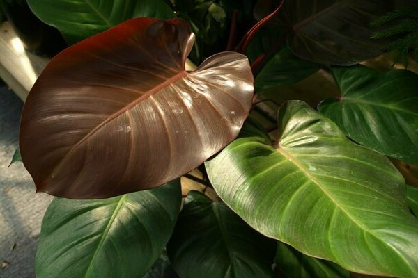 Foto Philodendron