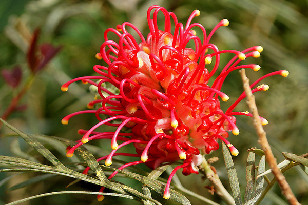 photo de grevillea