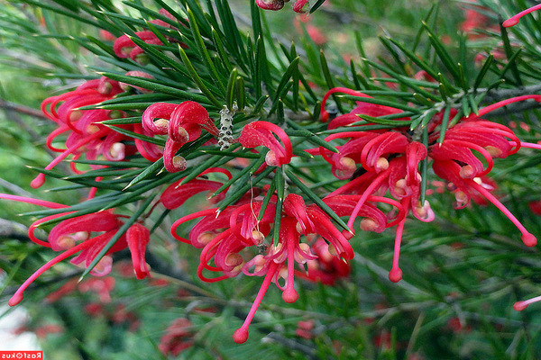 foto di grevillea