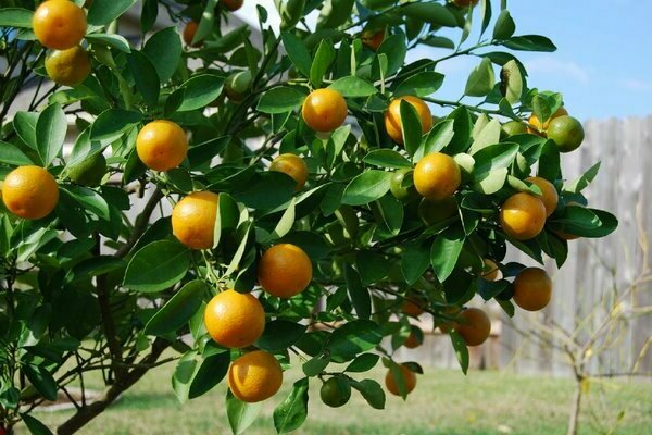 Calamondin zdjęcie