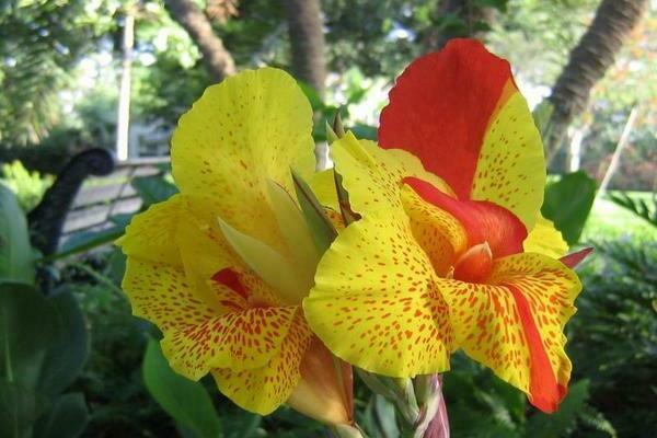 Ảnh canna