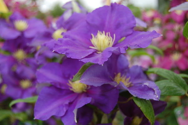 Clematis generał Sikorsky zdjęcie