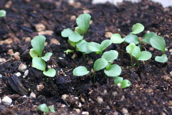 clematis -planting