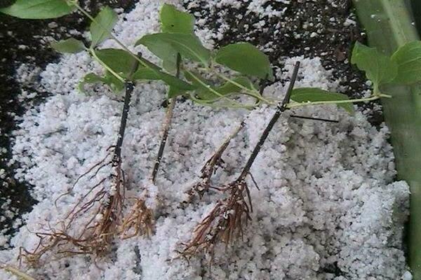 clematis -planting