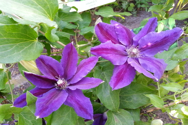 Foto Clematis Wildfire