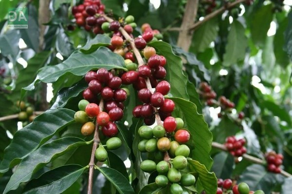 Foto pokok kopi