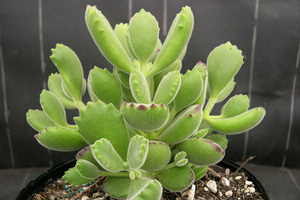 Foto Cotyledon