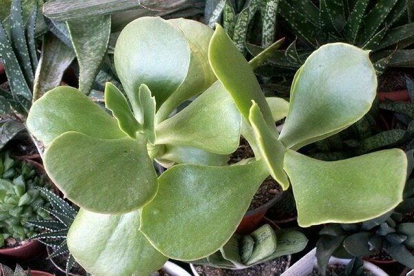 Foto Cotyledon