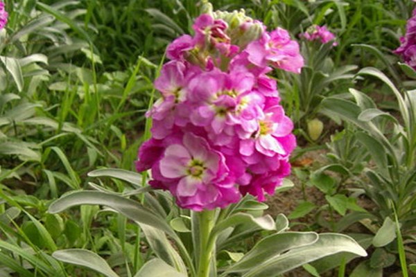 زهور ليفكوي