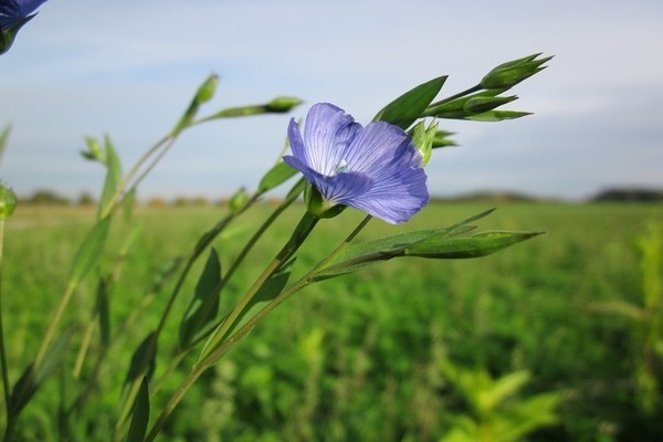 Foto linen