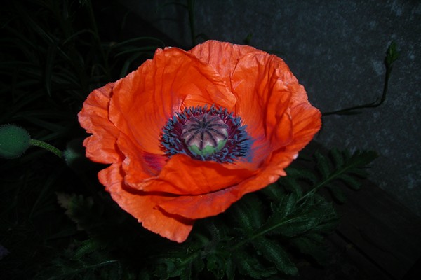 gambar bunga poppy