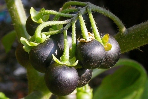 Ảnh về Nightshade