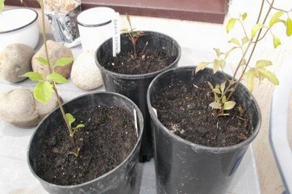 clematis soil + for planting