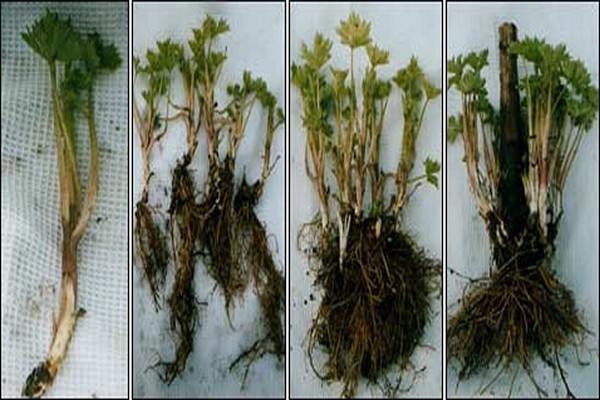 delphinium seedlings