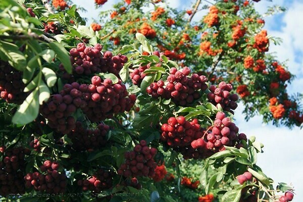 Rowan Pomegranate ảnh