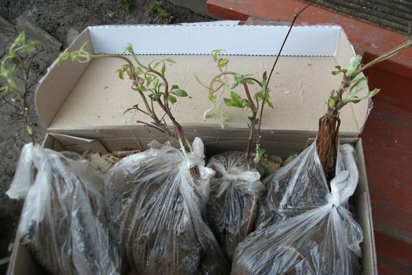 clematis -planting